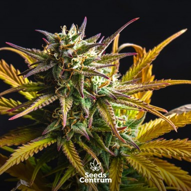 Stress Killer Auto CBD - autoflowering cannabis seeds