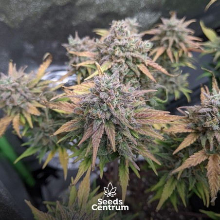 Royal Jack Herer Auto Strain Cannabis Seeds - Royal Queen Seeds