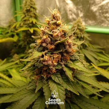 Royal Domina feminized cannabis seeds
