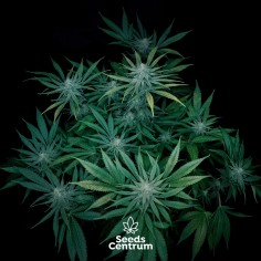 Vassoio per Rollare Ecosostenibile - Royal Queen Seeds