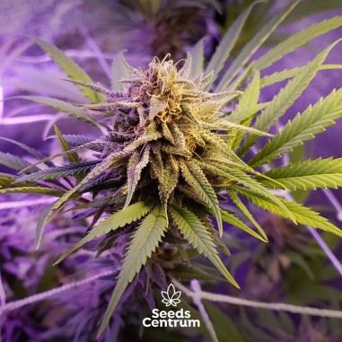 Purple Queen feminized cannabis seeds