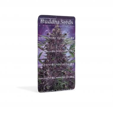 autoflowering marijuana seeds Purple Kush