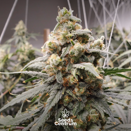 Best growing conditions & preferred climate for cultivating impressive seeds autoflower indoor