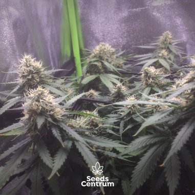 Deimos Autofloreciente Feminizada, Buddha Seeds