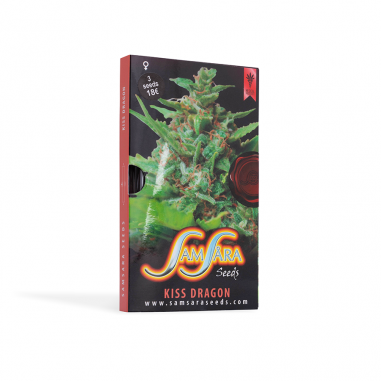 Cannbis seeds Kiss Dragon