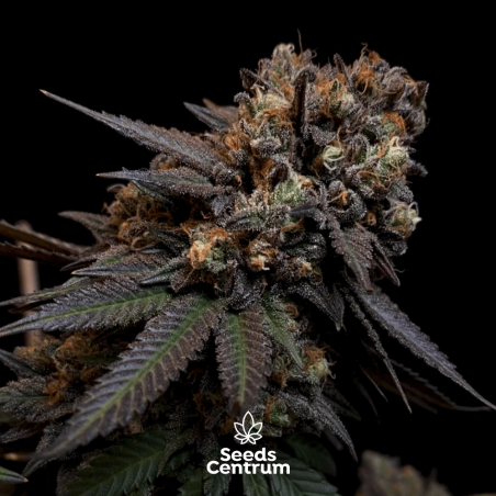 Feminized cannabis seeds Blue gelato 41 with high THC | SeedsCentrum Nuber  of seeds 3 pcs