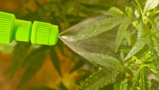 Polievanie marihuany, je lepšia čistá voda, alebo voda zmiešaná s hnojivom?